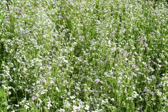 Green manure for the garden in the fall after potatoes: which is better, which ones to plant