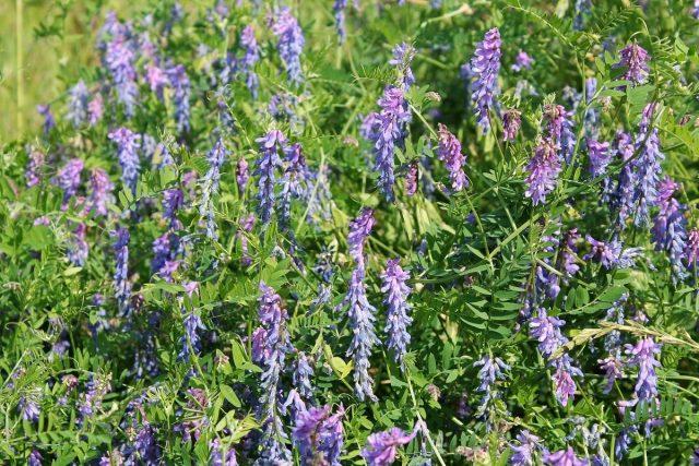 Green manures in autumn before winter: which ones are better and how to sow them correctly