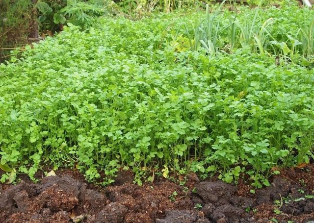 Green manures in autumn before winter: which ones are better and how to sow them correctly