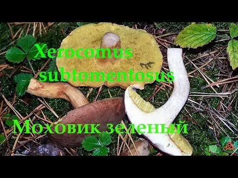 Green mushroom mushroom: description and photo