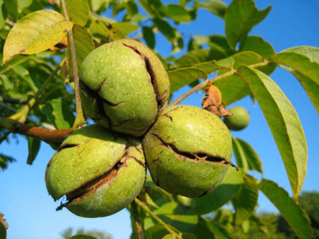 Green nuts: what diseases are treated, recipes