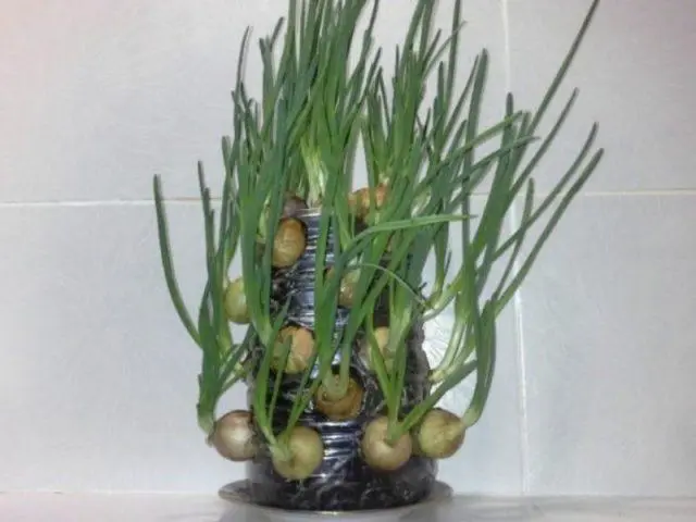 Green onions in a plastic bottle on the windowsill: how to grow at home, photo