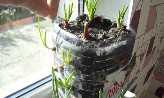 Green onions in a plastic bottle on the windowsill: how to grow at home, photo