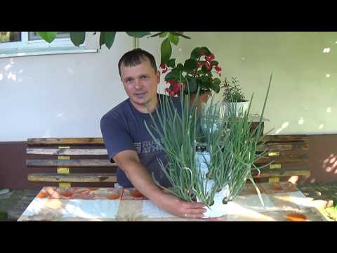 Green onions in a plastic bottle on the windowsill: how to grow at home, photo