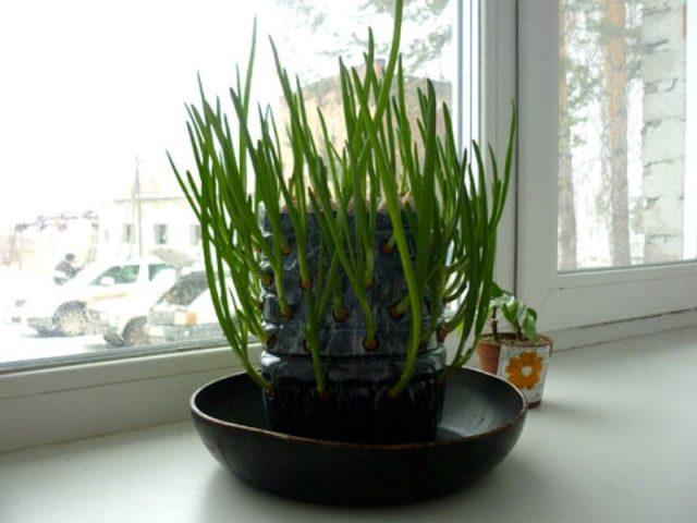 Green onions in a plastic bottle on the windowsill: how to grow at home, photo