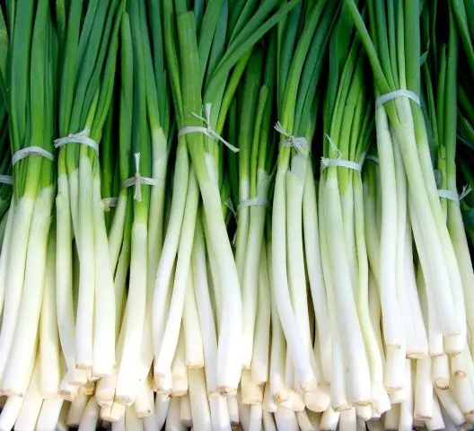 Green onions in a plastic bottle on the windowsill: how to grow at home, photo