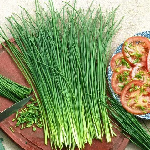 Green onions in a plastic bottle on the windowsill: how to grow at home, photo