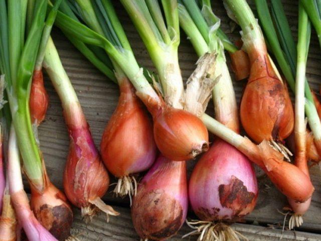 Green onions in a plastic bottle on the windowsill: how to grow at home, photo