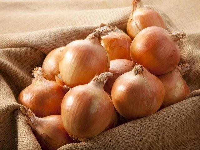 Green onions in a plastic bottle on the windowsill: how to grow at home, photo