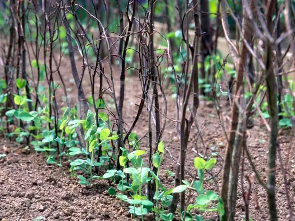 Green peas: cultivation and care in the open field