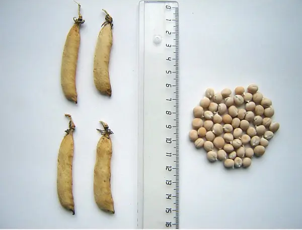 Green peas: cultivation and care in the open field