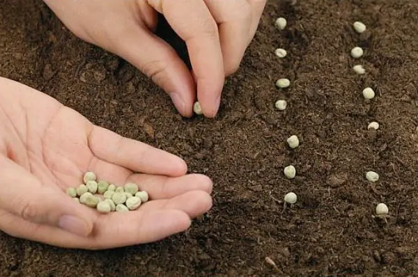 Green peas: cultivation and care in the open field