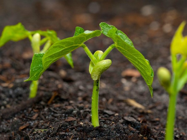 Green peas: cultivation and care in the open field