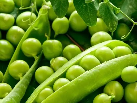 Green peas: cultivation and care in the open field