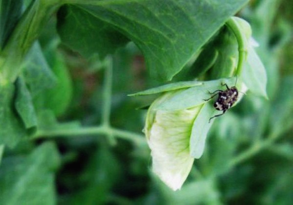 Green peas: cultivation and care in the open field