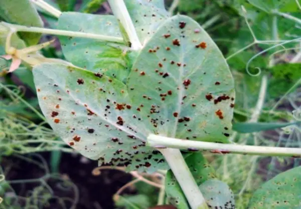 Green peas: cultivation and care in the open field