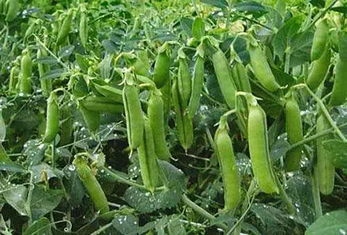 Green peas: cultivation and care in the open field