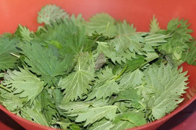 Green smoothie with nettle