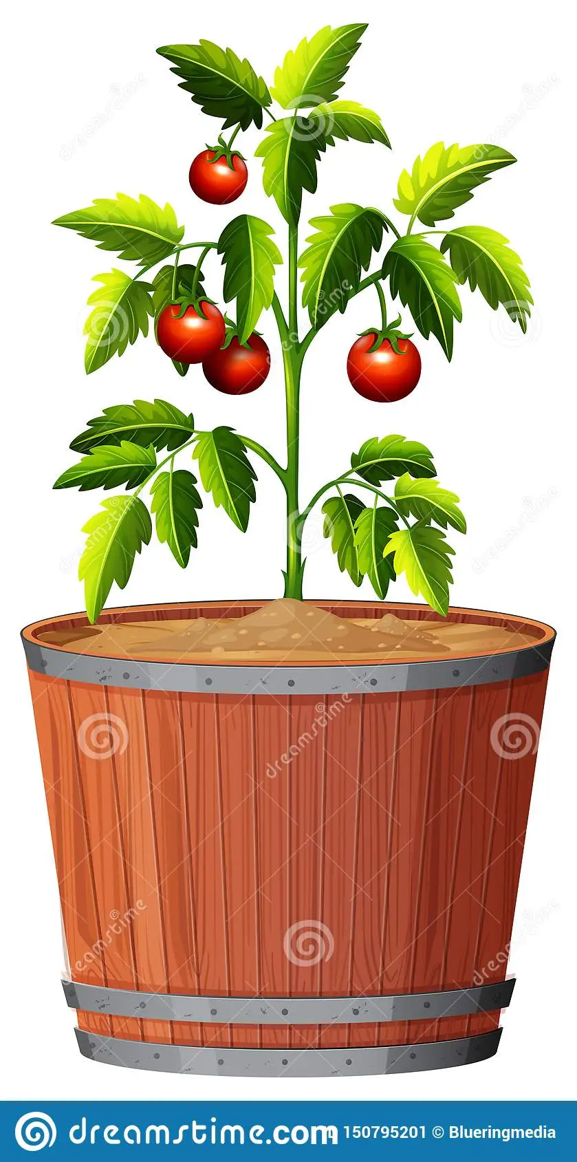 Green tomatoes barrel in a saucepan 