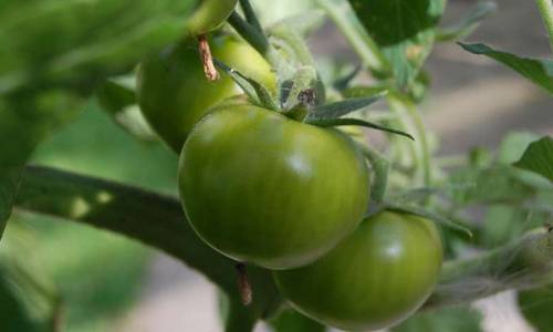 Green tomatoes: benefits and harms