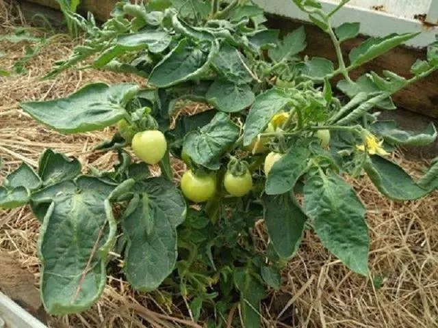 Green tomatoes: benefits and harms