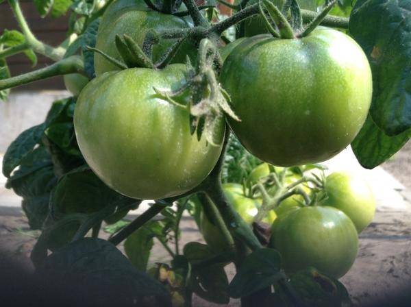 Green tomatoes with garlic without vinegar