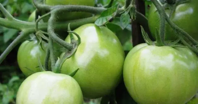 Green tomatoes with horseradish and garlic: a recipe for the winter