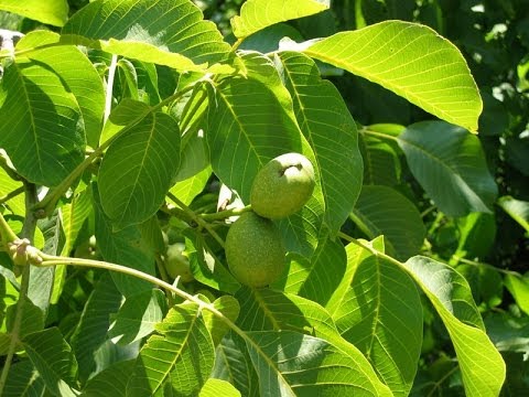 Green walnut with honey: application