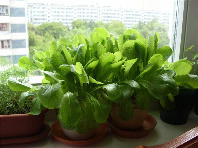 Greenery at home in winter 