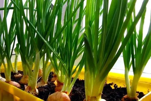 Greenery at home in winter 