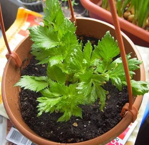 Greenery at home in winter 