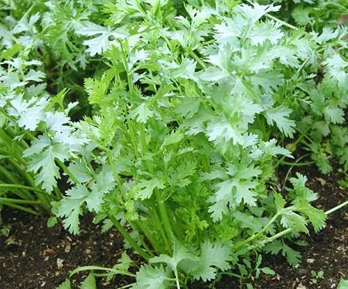 Greenery at home in winter 