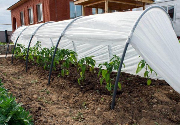 Greenhouse Accordion with covering material: description