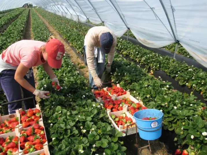 Greenhouse cucumber: advantages and construction of the structure