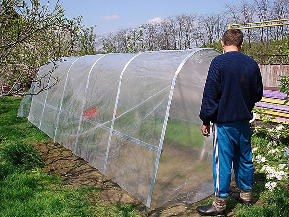 Greenhouse cucumber: advantages and construction of the structure