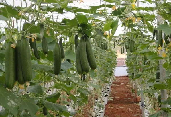 Greenhouse cucumber: advantages and construction of the structure