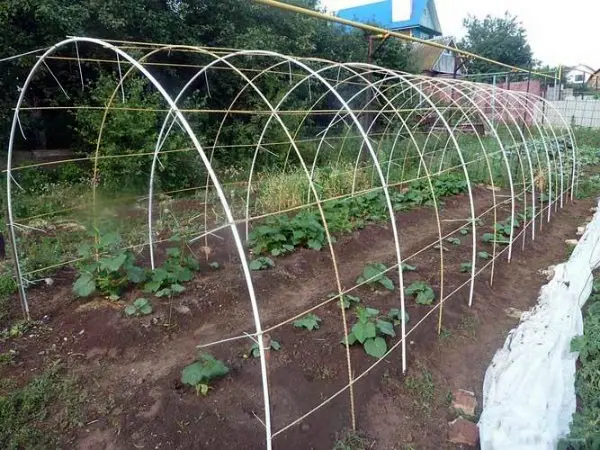 Greenhouse made of fiberglass reinforcement: advantages