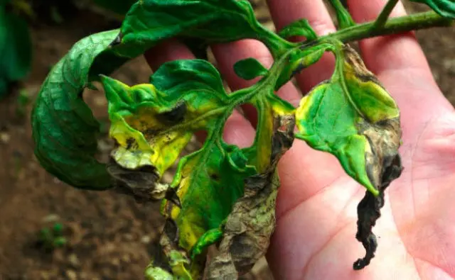 Greenhouse processing from phytophthora in autumn