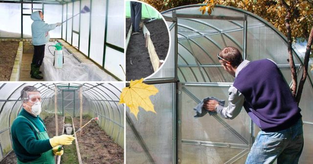 Greenhouse processing from phytophthora in autumn