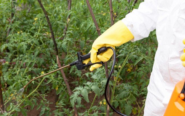 Greenhouse processing from phytophthora in autumn