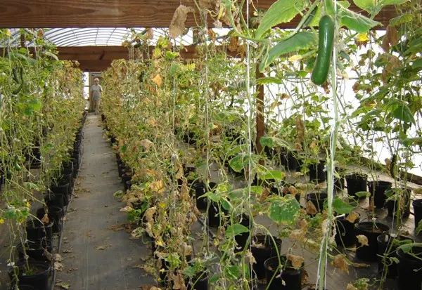 Greenhouse processing from phytophthora in autumn