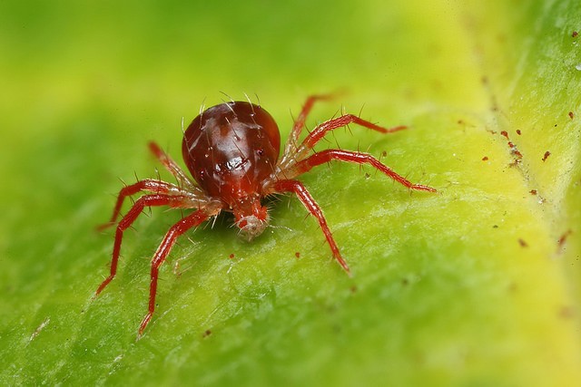 Greenhouse processing from spider mites: tips