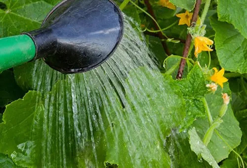 Greenhouse processing from spider mites: tips