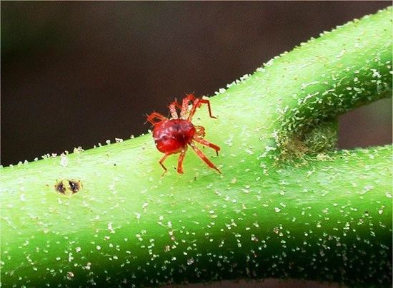 Greenhouse processing from spider mites: tips