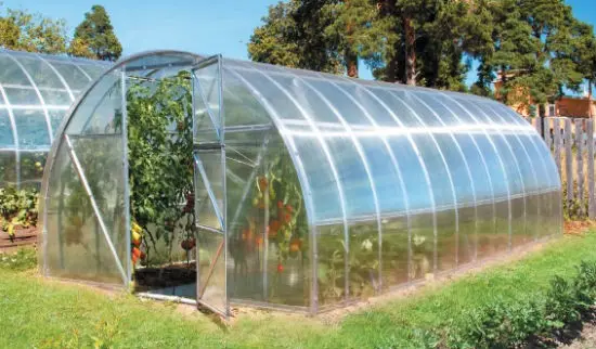 Greenhouse processing from spider mites: tips