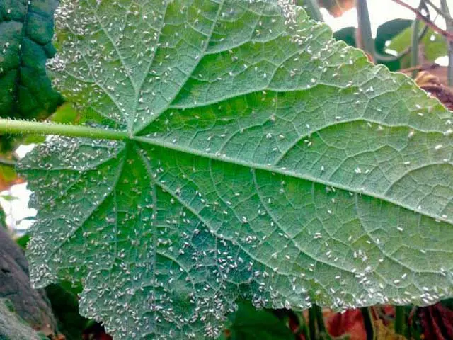 Greenhouse treatment in autumn from whitefly