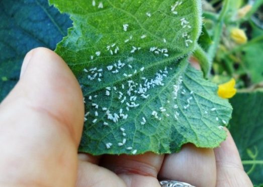 Greenhouse treatment in autumn from whitefly