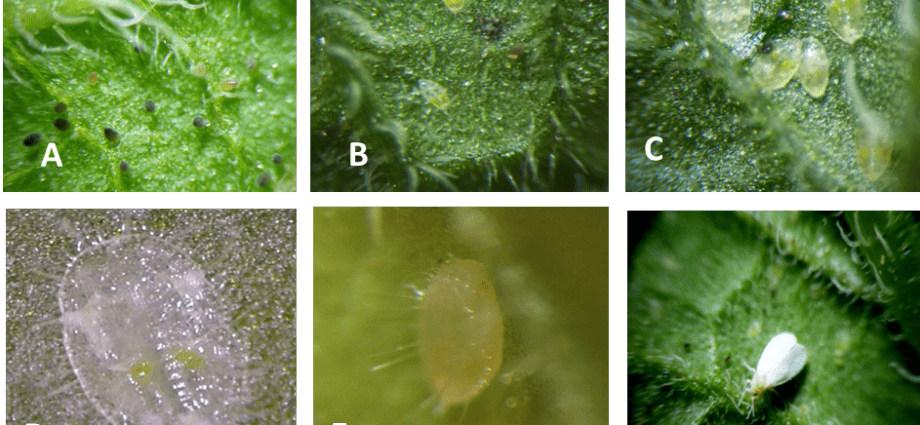 Greenhouse treatment in autumn from whitefly