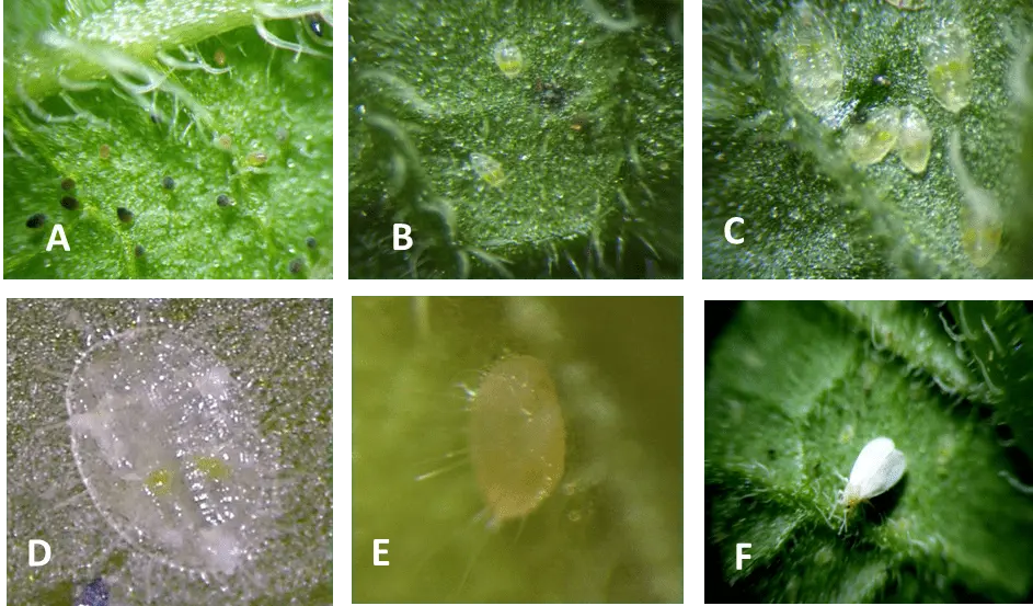 Greenhouse treatment in autumn from whitefly