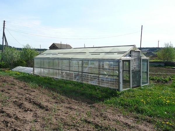 Greenhouses from plastic bottles: a master class with a photo